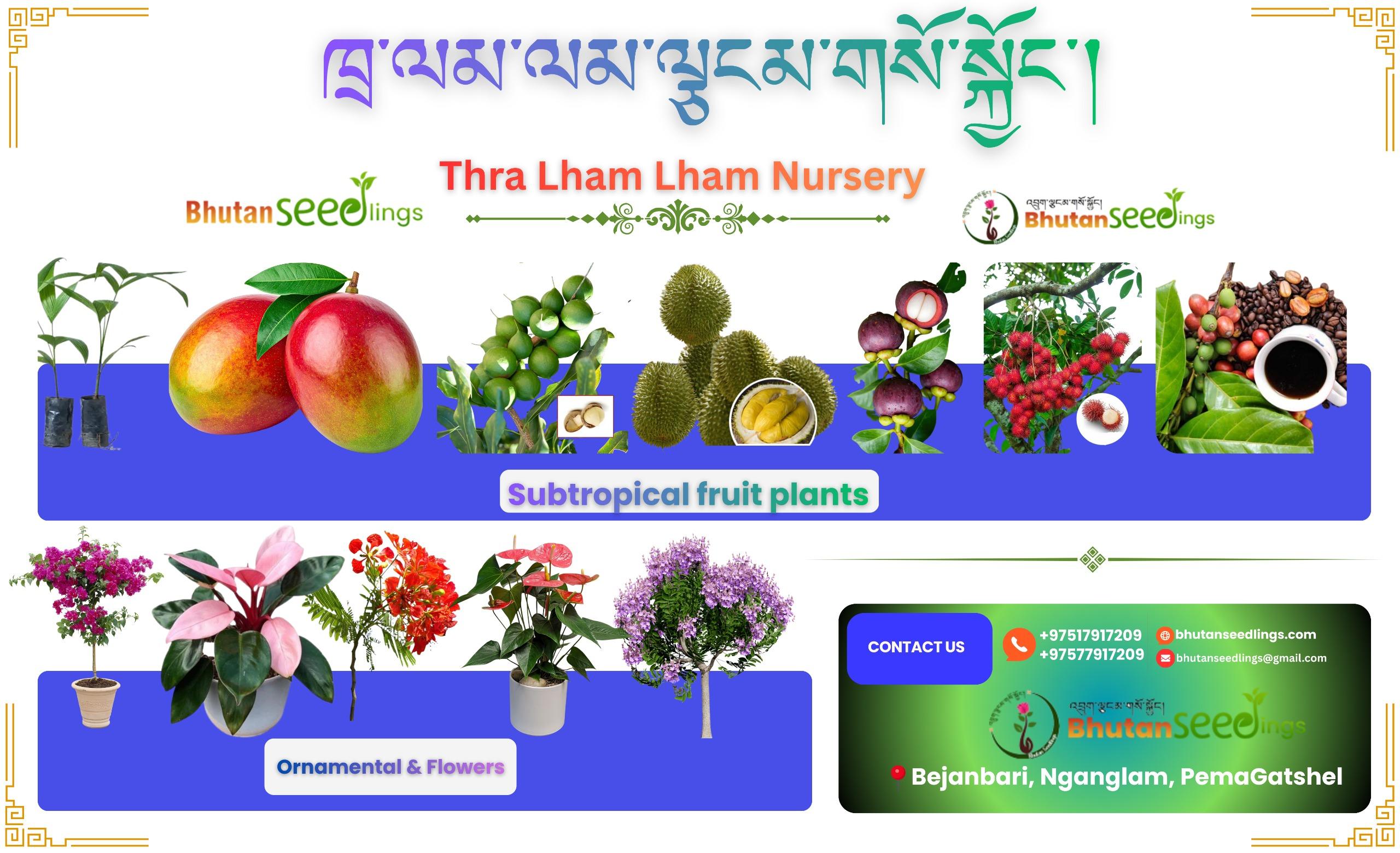 Thra Lham Lham Nursery subtropical fruit plants, ornamentals and flowers